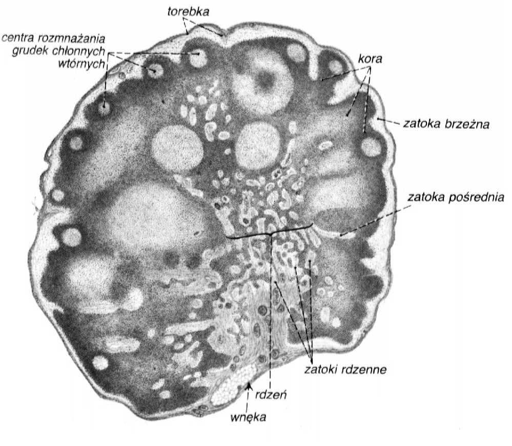 limfocyty B) - pas podkorowy (tkanka limfoidalna rozproszona,