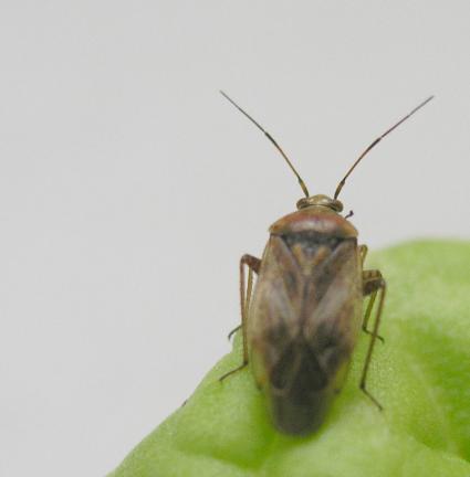 warunki (temperatura, wilgotność), wolniej się namnażają.