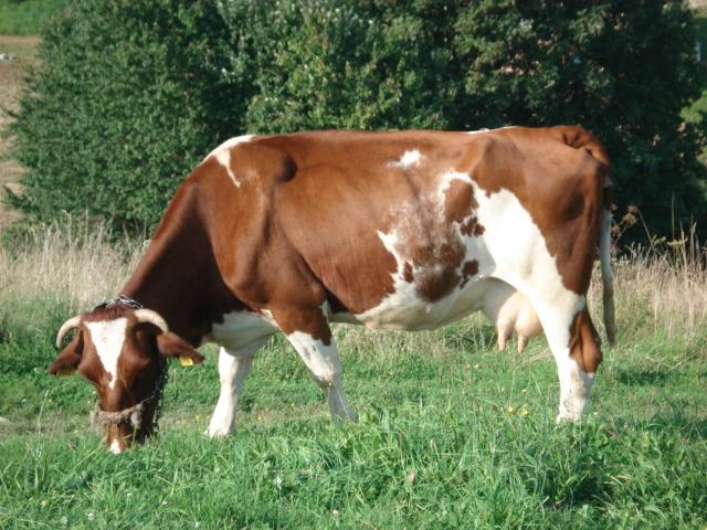 Polska czerwono-biała Krowy tej rasy należą do bydła dużego kalibru o dwukierunkowym użytkowaniu, mięsnomlecznym. Jest to rasa objęta programem ochrony zasobów genetycznych w Polsce.