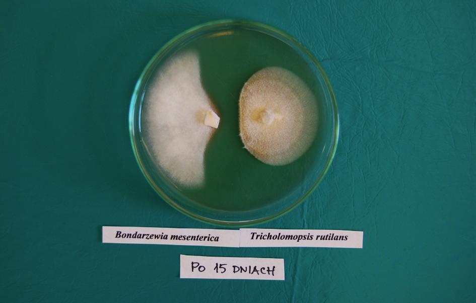 wano pomiędzy grzybnią Tricholomopsis rutilans a grzybnią Bondarzewia mesenterica (Schaeff.) Kreisel (8 mm), Sparassis crispa (Wulfen) Fr. (5 mm), F. rosea (3 mm) i Hericium fl a- gellum (Scop.) Pers.