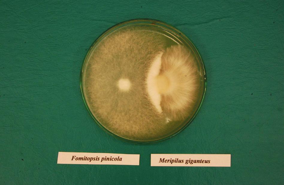 grzybni większości analizowanych gatunków grzybów nadrzewnych, co sugeruje, iż S. hirsutum wykorzystuje metabolity wtórne w strategii obronnej.