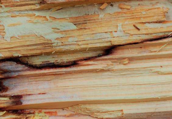 Rezultaty interakcji międzygatunkowej w drewnie mogą mieć różny charakter.