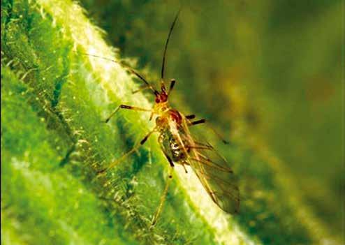 Aulacorthum Gatunek: Mszyca ziemniaczana średnia Aulacorthum solani Kalt. (Fot.
