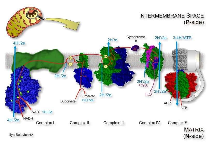 Mitochondrialny Łańcuch Oddechowy Przestrzeń