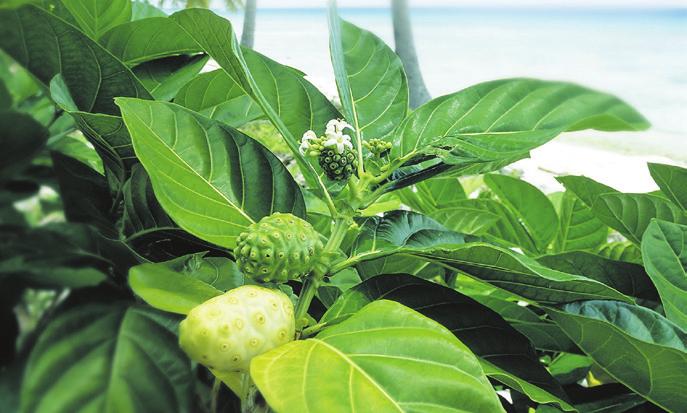 morinda citrifolia Wyspy Polinezji leżą w samym środku oceanu spokojnego i często mówi się o nich, że