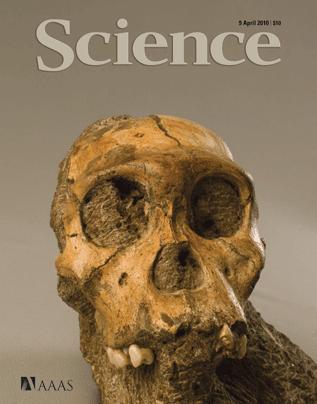 Australopithecus sediba Cechy pośrednie między