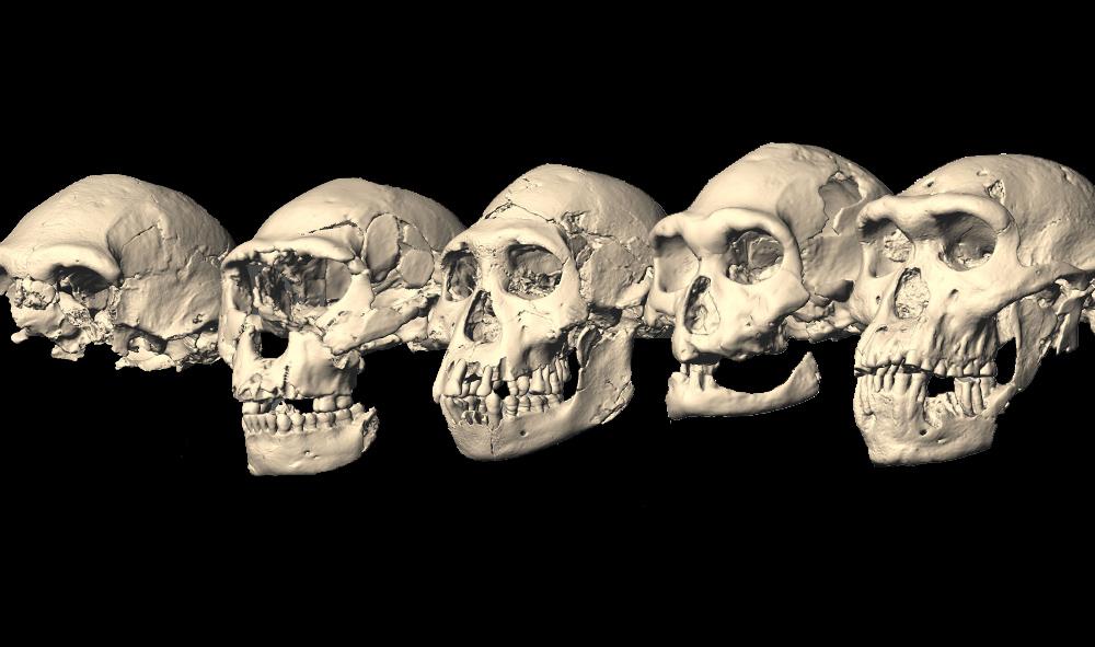 Homo Odkryte niedawno w Gruzji (Dmanisi) skamieniałości (~1,8 MYA)