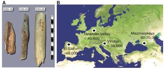 Neandertalczycy Pierwsze ślady o cechach neandertalskich (Azja) już ok.
