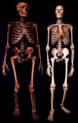 sapiens (Cro-Magnon) Linie człowieka i neandertalczyka