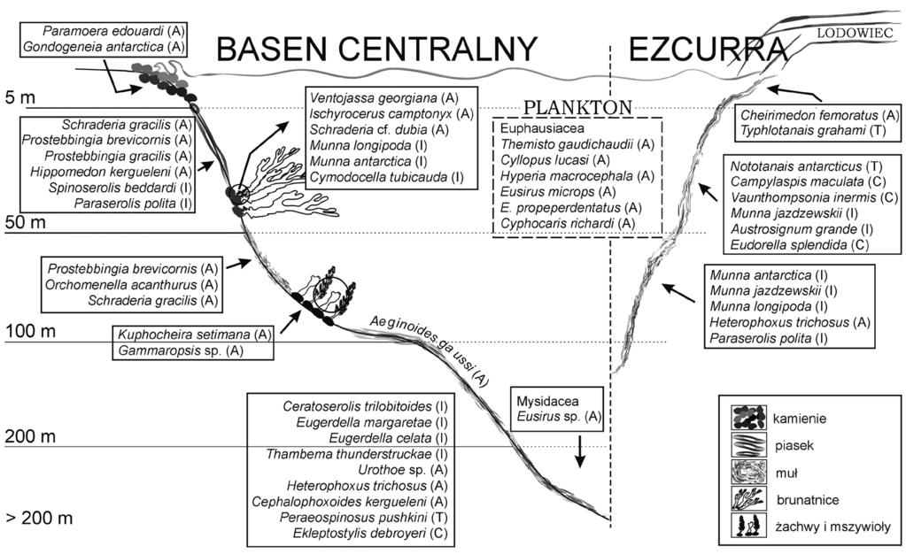 Trzecia w kolejności, Południowa Georgia, znajduje się natomiast w strefie przejściowej pomiędzy Antarktyką i Subantarktyką, gdzie stwierdzono elementy faun charakterystycznych dla obu tych stref (De