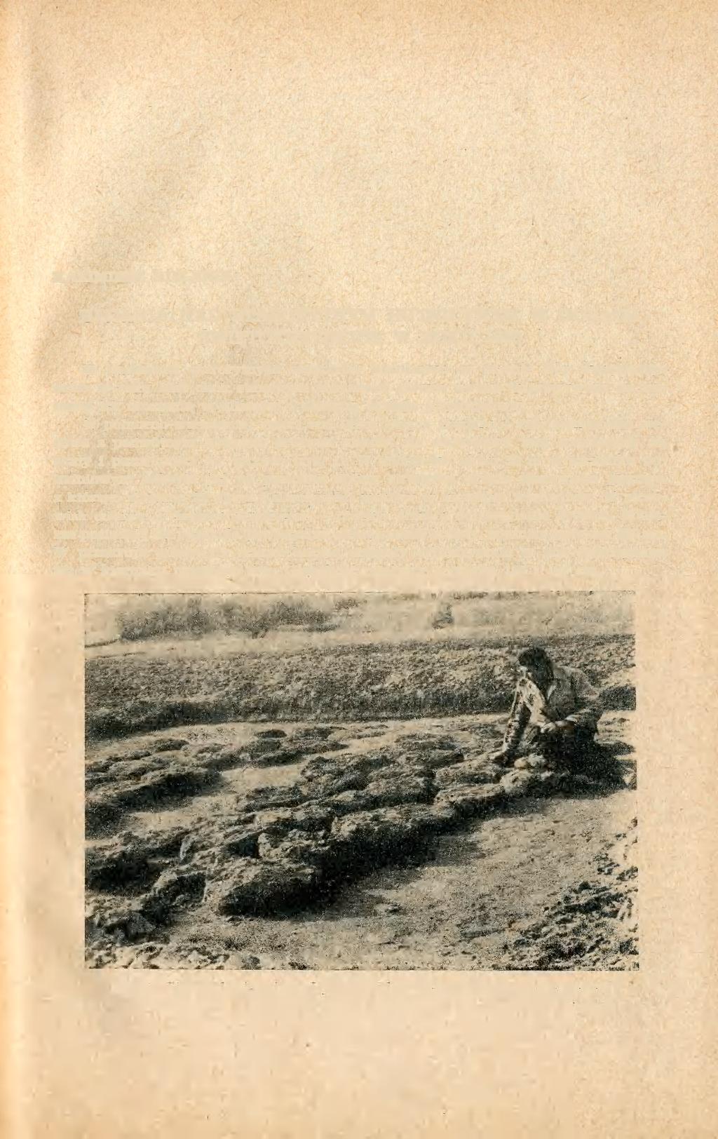KAZIMIERZ BIELENIN BADANIA NAD STAROŻYTNYM HUTNICTWEM W GÓRACH ŚWIĘTOKRZYSKICH W ROKU 1958 W badaniach starożytnych stanowisk hutniczych w rejonie Gór Świętokrzyskich w roku 1958 obok stanowisk