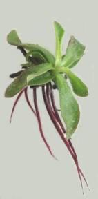292 A. Trejgell, M. Michalska, A. Tretyn po 4 tygodniach kultury The effect of mineral salt content in the medium on the rooting of A.