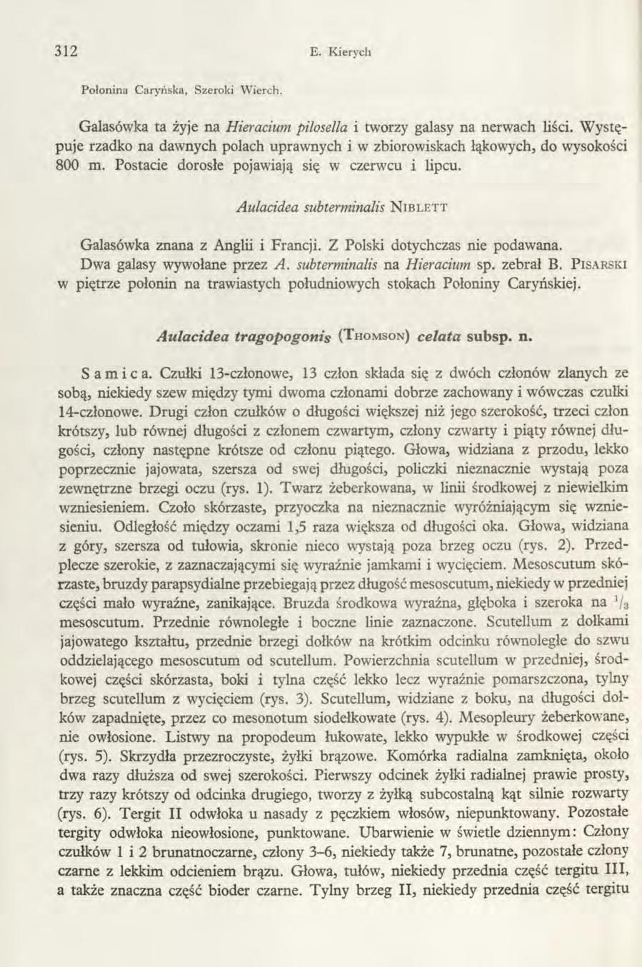 312 E. Kierych Połonina Caryńska, Szeroki Wierch. Galasówka ta żyje na Hieracium pilosella i tworzy galasy na nerwach liści.