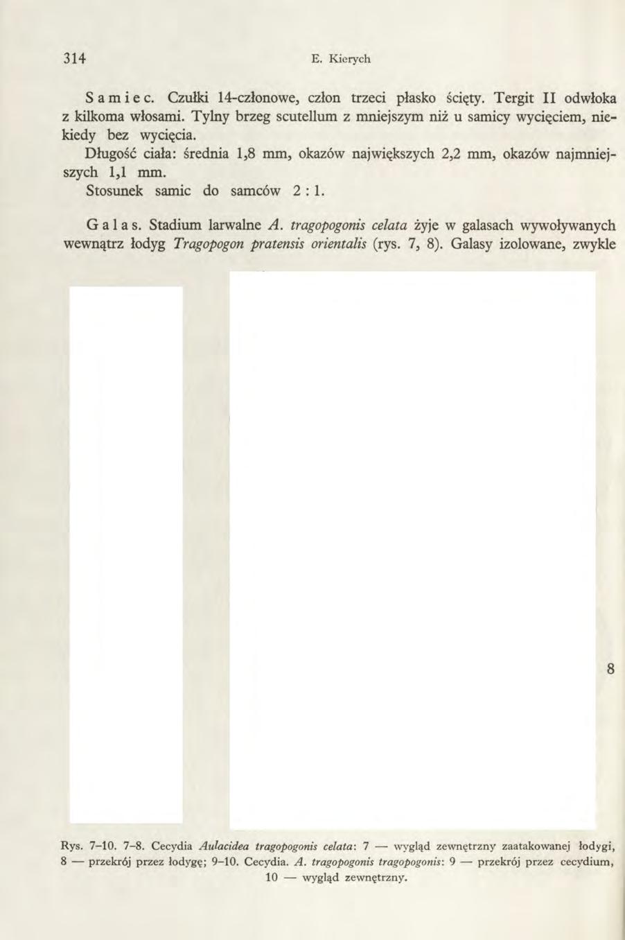 314 E. Kierych Samiec. Czułki 14-członowe, człon trzeci płasko ścięty. Tergit II odwłoka z kilkoma włosami.