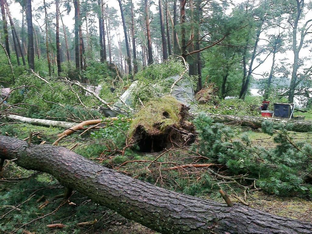 gdyż straty, szczególnie drzewostanu są bardzo duże.