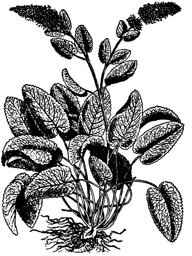 Befungin (ZSRR), gęsty wyciąg z grzybni czarnej huby brzozowej (Inonotus obliquus).
