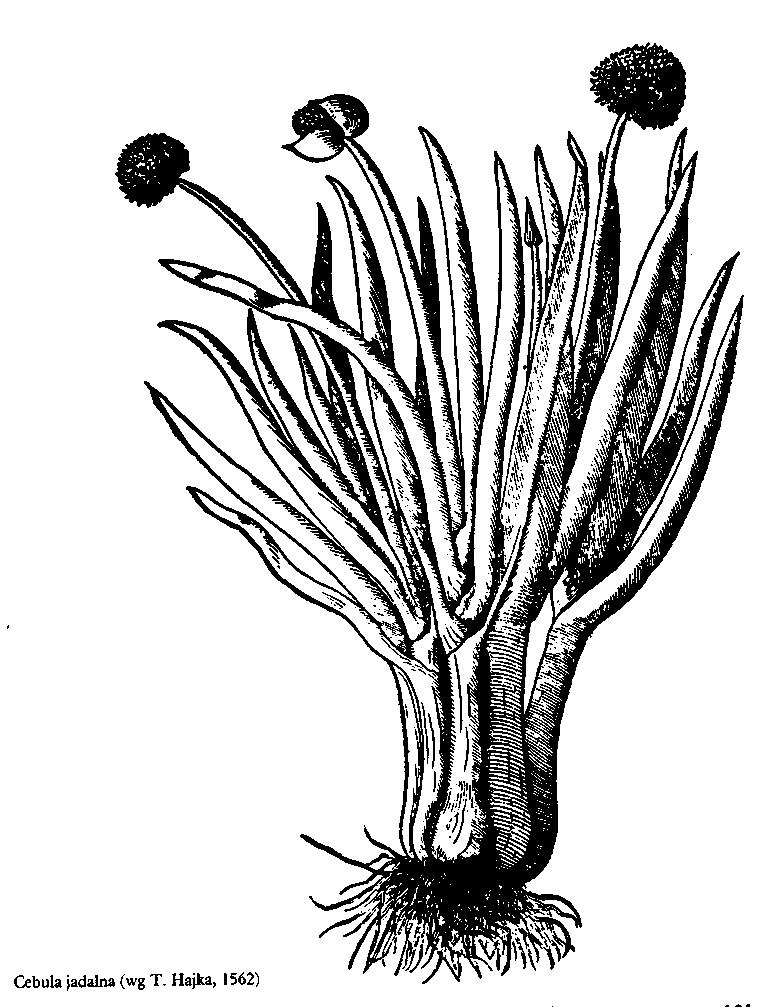21. CEBULA JADALNA Allium cepa L.