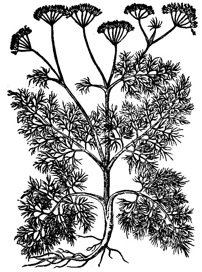 37. FENKUŁ WŁOSKI (KOPER WŁOSKI) Foeniculum capillaceum Gilib.