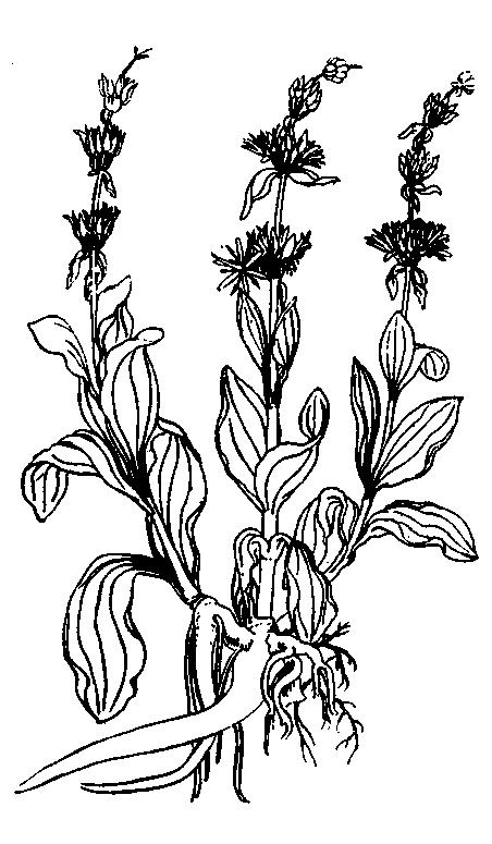Goryczka żółta (wg L. Fuchsa, 1543) Działania niepożądane.