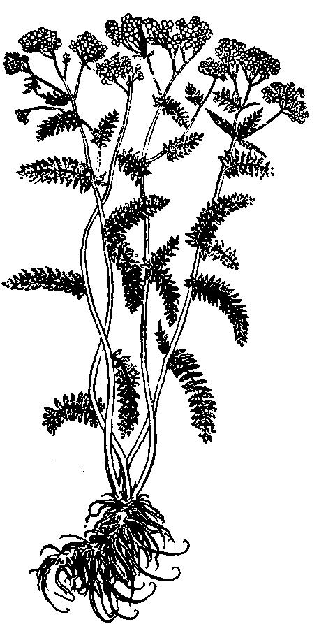 Krwawnik pospolity (wg L. Fuchsa, 1543) krwawienia, co uwidoczniło się nawet w polskiej nazwie tej rośliny. Sądzi się, że przetwory z ziela krwawnika hamują mikrokrwawienia, m.in. z uszkodzonych naczyń włosowatych w przewodzie pokarmowym.