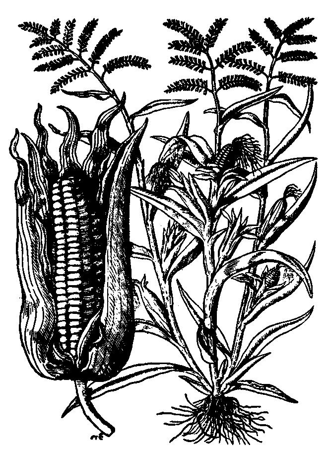 Kukurydza zwyczajna (wg T. Hajka, 1562) wyraźnie ilość usuwanych tą drogą moczanów, fosforanów i szczawianów.