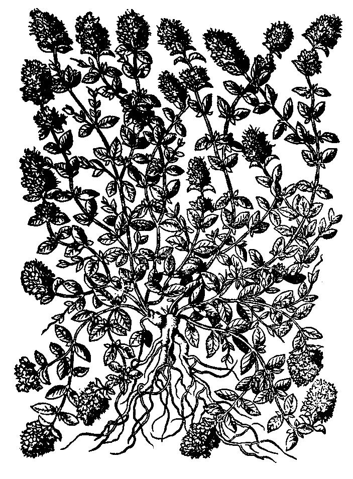 Macierzanka piaskowa (wg T. Hajka, 1562) jelitowych, natomiast fenolowe składniki olejku eterycznego wywierają podobne działanie również w obrębie dróg oddechowych.