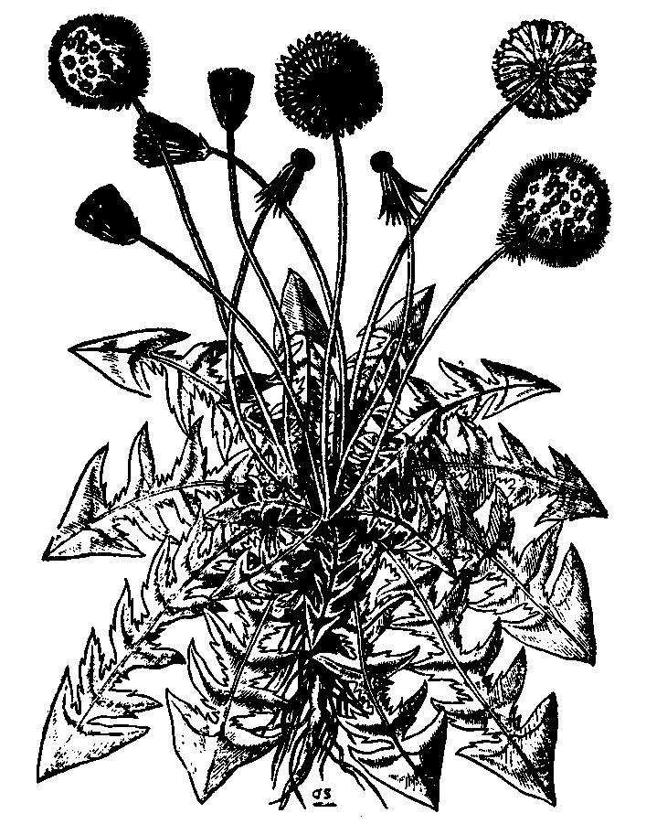 Mniszek pospolity (wg T. Hajka, 1562) fakt, że w Chinach przeprowadzono udane próby żywienia jedwabników młodymi liśćmi mniszka, uzyskując zaskakująco korzystne wyniki.