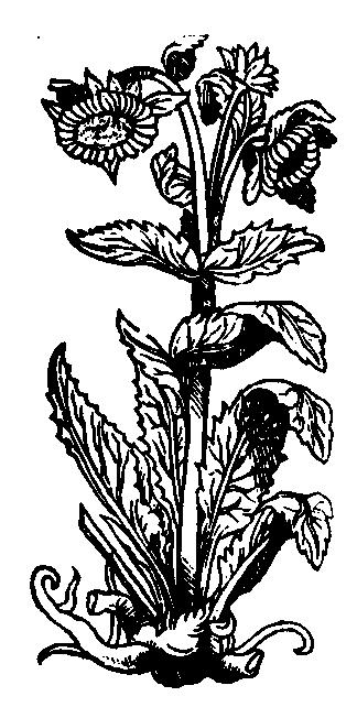 Oman wielki (wg A. Lonicerusa, 1564) Surowiec. Do celów leczniczych uprawia się oman z nasion na wilgotnych, gliniastych gruntach.