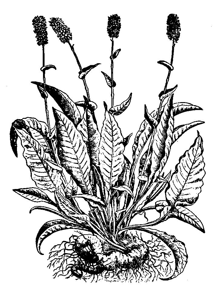 Rdest wężownik (wg T. Hajka, 1562) nych. Stwierdzono, że niektóre produkty hydrolizy garbników wydalane są z moczem i wywierają działanie przeciwzapalne na nerki, pęcherz i cewkę moczową.