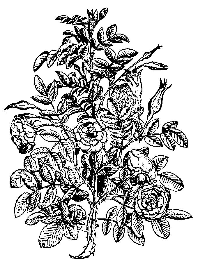 Róża dzika (wg T. Hajka, 1562) Witamina C odgrywa bardzo istotną rolę w procesach utleniania i redukcji w organizmie człowieka.