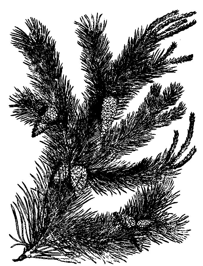 Sosna zwyczajna (wg T. Hajka, 1562) mające długość do 5 cm. Suszy się podobnie jak pączki. Otrzymuje się młode pędy (wypustki) sosny - Turiones Pini.