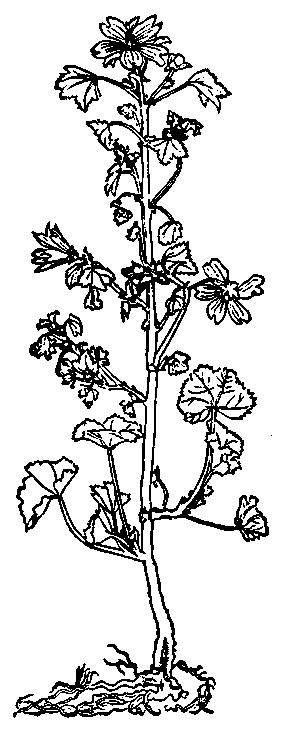 Ślaz dziki (wg O. Brunfelsa, 1532) kaszel, przywraca ruch nabłonka rzęskowego, ułatwia odkrztuszanie i zmniejsza stan zapalny.