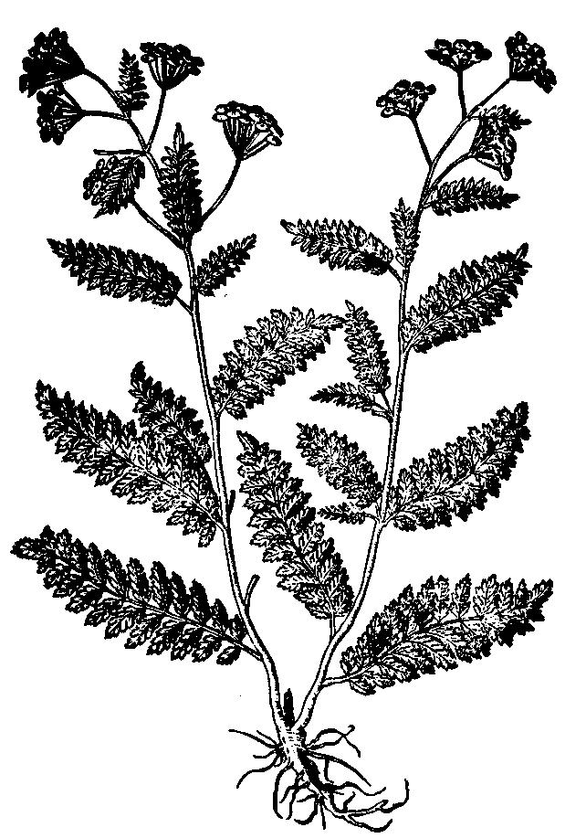 152. WROTYCZ POSPOLITY Tanacetum vulgare L. Jest to bylina silnie aromatyczna z rodziny Złożonych (Compositae), występująca w całej Europie i na Syberii.