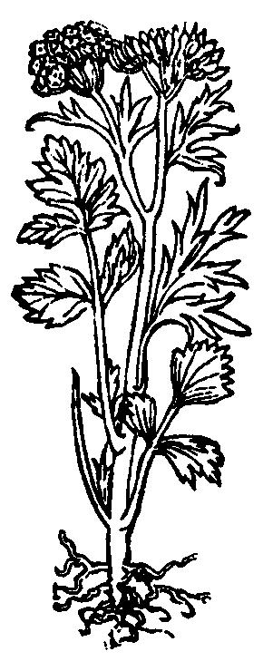 Biedrzeniec anyż (wg A. Lonicerusa, 1564) Zioła wykrztuśne: zmieszać po 50 g korzenia biedrzeńca i liści podbiału oraz po 25 g liści babki i kwiatów maku polnego.