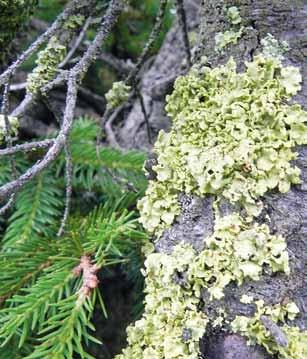 stępują plechy pustułki pęcherzykowatej Hypogymnia physodes, płucnika modrego Platismatia glauca i złotlinki jaskrawej Vulpicida pinastri (Ryc. 15).