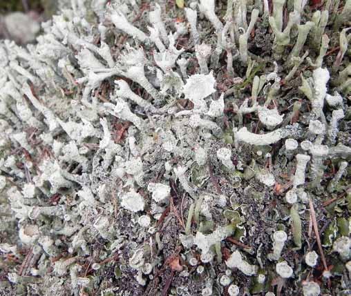 trzonecznice brunatnawa i naga Chaenotheca brunneola i Ch. xyloxena, misecznica przechodnia Lecanora transcendens i kresecznica równoległa Xylographa paralella.