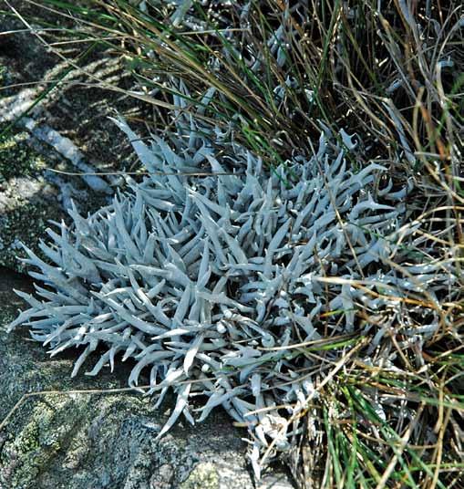 Ryc. 19. Arktyczno-alpejska szydlina różowa Thamnolia vermicularis, dość często występująca w piętrze alpejskim Karkonoszy (fot. M. Kossowska).