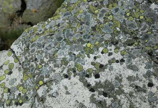 Lichenobiotę Karkonoszy budują porosty należące do 178 rodzajów, z których dwa najliczniejsze: chrobotek Cladonia i misecznica Lecanora łącznie zawierają prawie 100 gatunków (Ryc.1).