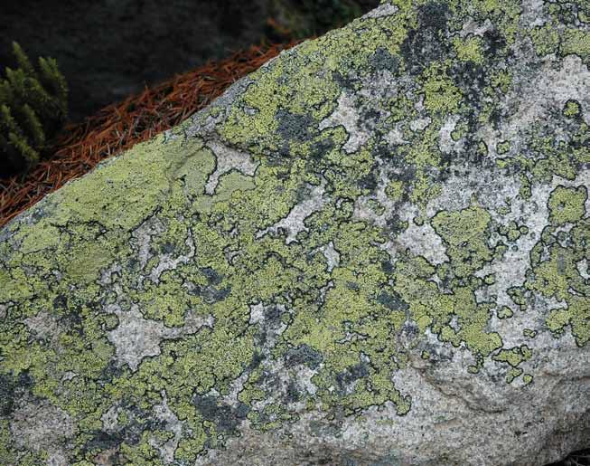 Ryc. 4. Wzorzec geograficzny Rhizocarpon geographicum (fot. M. Kossowska). szych kamieni, skałek i ścian skalnych (Ryc. 3).