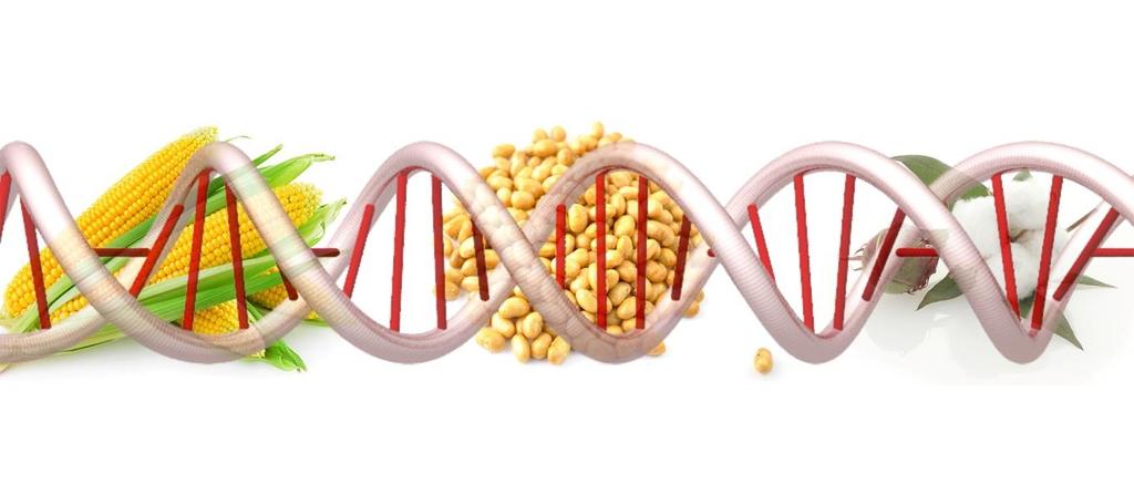 Ocena ryzyka przed wprowadzeniem GMO do obrotu (ERA) Europejski Urząd ds.