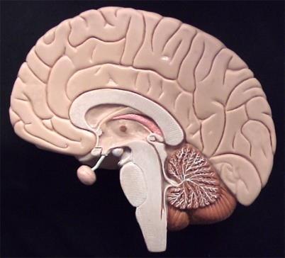 Anatomia MR mózgowia Dr hab.