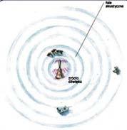 Fala dźwiękowa Wkład 3: Dźwięk Katarzna Weron Matematka Stosowana Podłużna fala rozchodząca się w ośrodku Powietrzu Wodzie Ciele stałm (słszcie czasem sąsiadów?