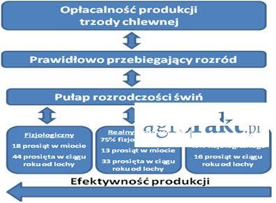 .pl https://www..pl Rys. 1. Rozród a efektywność i opłacalność produkcji trzody chlewnej (Źródło: Gączarzewicz D., Udała J., Błaszczyk B., Stankiewicz T., 2012.