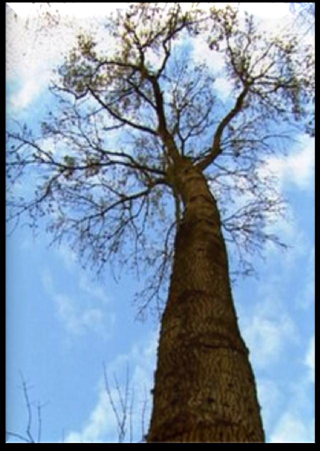 Zamieranie jesionu wyniosłego w Danii 1. W Danii jesion wyniosły to mityczne drzewo życia ("The tree of life" ), gdy umiera jesion- następuje schyłek świata, 2. Od 2002 r.