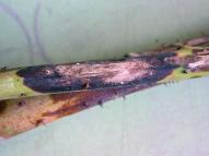 CHOROBA Wertycylioza maliny Zamieranie podstawy pędów maliny Zgnilizna korzeni maliny CECHY DIAGNOSTYCZNE I SZKODLIWOŚĆ Wertycylioza jest chorobą dość trudną do rozpoznania.