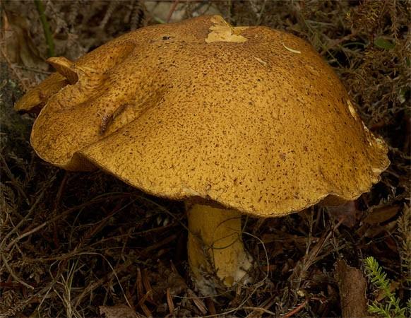 Występowanie: od czerwca do października w lasach mieszanych i liściastych w sąsiedztwie topoli, osiki, brzozy. 5. Maślak pstry. Owocnik średniej wielkości lub dość duży.