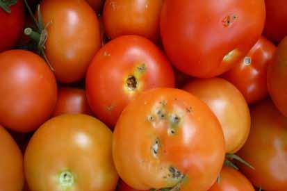 FRUIT ATTRACTION Pomidory i inne świeże tematy na targach Fruit Attraction jące jest użycie 2 pułapek na hektar; aby ograniczyć tempo rozmnażania się owada, należy zastosować 20-40 pułapek na hektar.