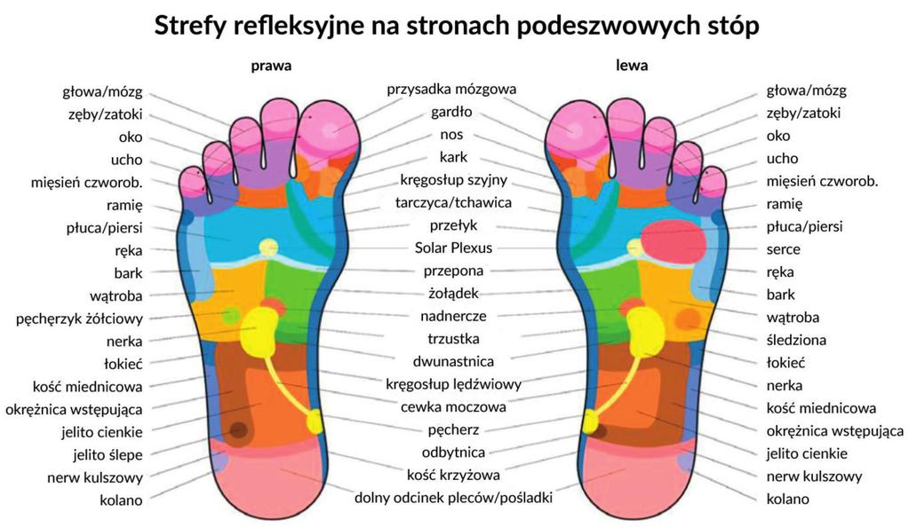 Podeszwa stóp jako zwierciadło twojego ciała na trzy dodatkowe strefy poziome. Podział ten do dziś stanowi podstawę refleksologii.