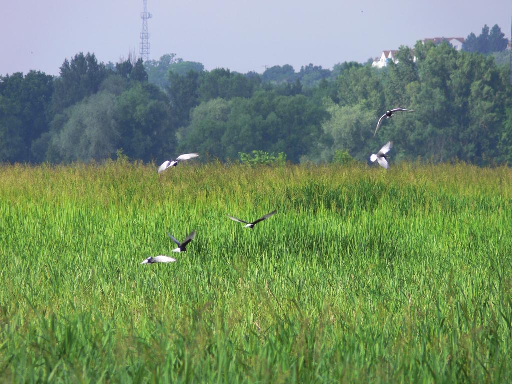 Awifauna użytku ekologicznego Łąki zalewowe koło Słubic Ryc. 3. Rybitwy białoskrzydłe Chlidonias leucopterus gniazdujące na obszarze użytku (fot. Paweł Czechowski, 23.VI 2008). Fig. 3. White-winged Terns Chlidonias lecopterus nesting in the site of ecological interest (phot.