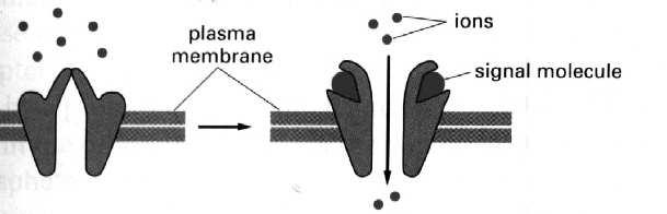 sygnałowa modulacja przez inne czynniki transdukcja wzmocnienie